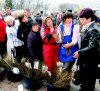 САЖЕНЦЫ ПЛЮС ПОЛЕЗНЫЕ РЕКОМЕНДАЦИИ