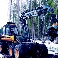 Лесная мощь Россонщины 
